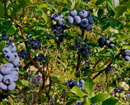 Frutta di produzione dell'agriturismo Il Maggiociondolo di Schio in provincia di vicenza