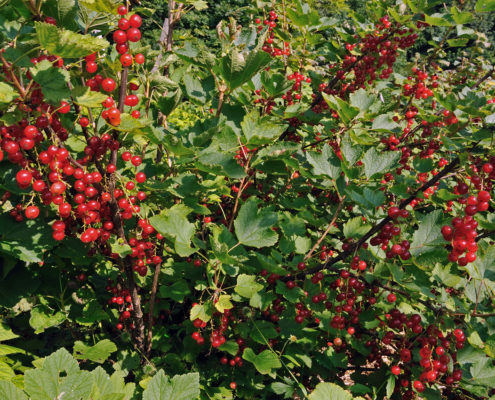 Frutta di produzione dell'agriturismo Il Maggiociondolo di Schio in provincia di vicenza