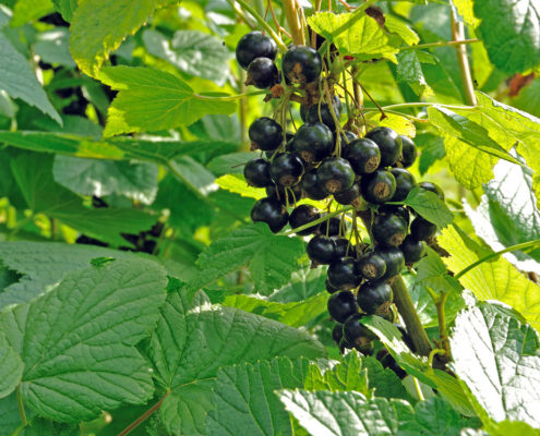 Frutta di produzione dell'agriturismo Il Maggiociondolo di Schio in provincia di vicenza