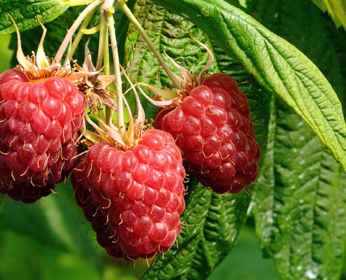 Frutta di produzione dell'agriturismo Il Maggiociondolo di Schio in provincia di vicenza