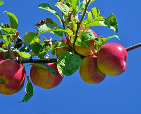 Produzioni Agriturismo a Schio Il Maggiociondolo