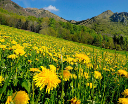 Il Tretto - Agriturismo a Schio Il Maggiociondolo