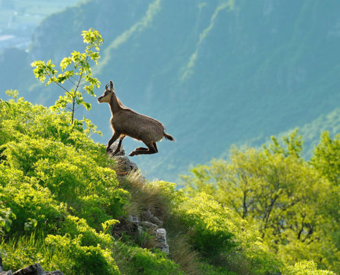 Il Tretto - Agriturismo a Schio Il Maggiociondolo