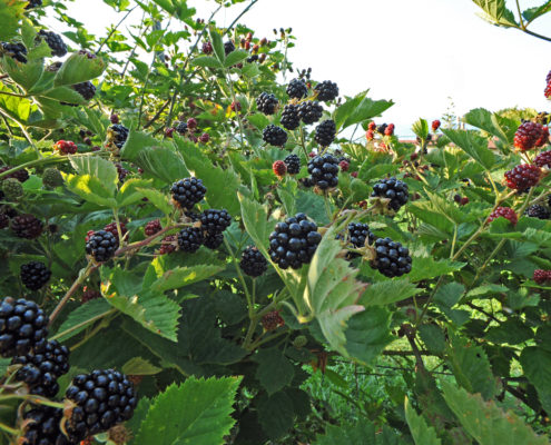 Produzioni Agriturismo a Schio Il Maggiociondolo